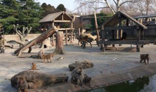 上海野生动物园交通 上海野生动物园停车最佳方法